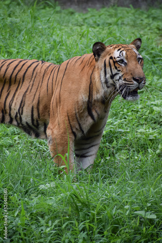 Indian tiger is standing on a grass field