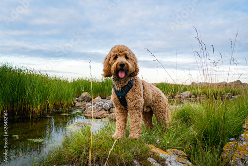 Fototapeta Naklejka Na Ścianę i Meble -  happy brown dog on the beach at coastline of batlic sea on Bornholm, Denmark