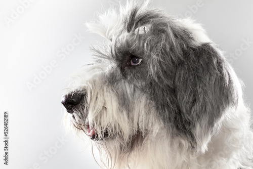 Bobtail dog profile portrait in studio. Bobtail pet posing calmly for a photo session. Gray and White Bobtail Dog with Gum in Hair Clearing Eyes
