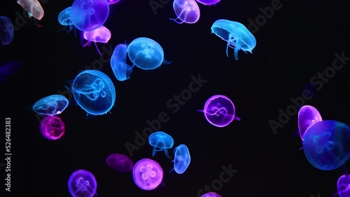 Colorful jellyfish closeup with dark background