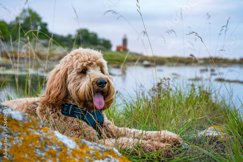 good boy on the coastline of batlic sea on Bornholm with lighthouse in background, Denmark