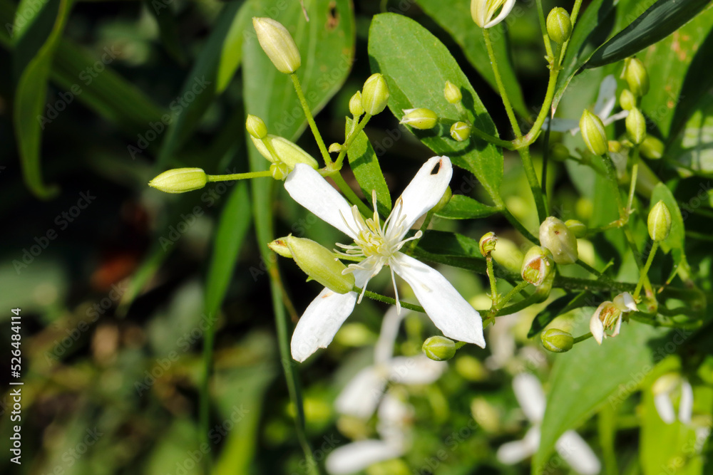 Obraz premium Blooming white wildflowerheads of 