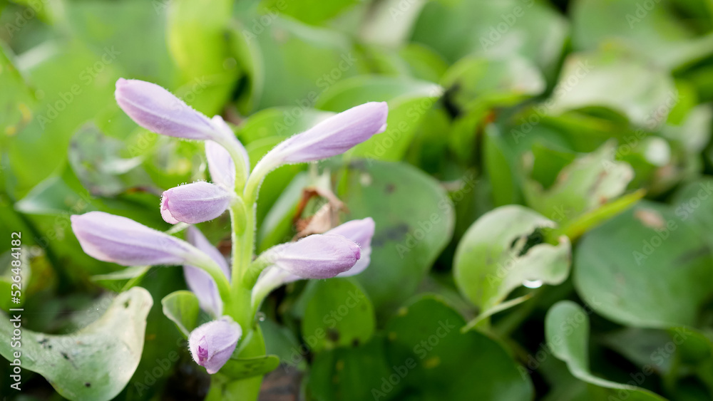 Common water hyacinth or Eichhornia crassipes Common water hyacinth or Eichhornia crassipes