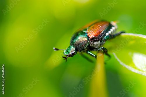 Japanese beetle "Mamekogane (Popillia japonica)", close up macro photograph. © SAIGLOBALNT