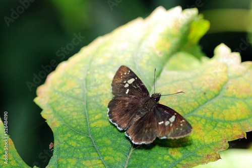 Daimyoseseri (Daimio tethys) butterfly sunbathing on the leaves in the woods. Close up macro photograph.