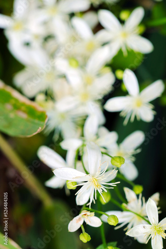 blooming white wildflowerheads of  Sweet Autumn Clematis  Senninso  Clematis terniflora  .