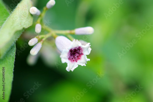 Tiny flower head of 