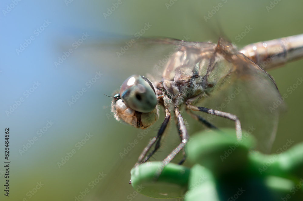 close up of a dragonfly outdoors in the park - profile view close up of a dragonfly outdoors in the park - profile view