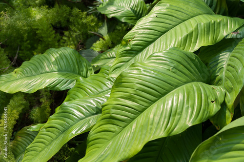 green leaves and ferns on display at the conservatory