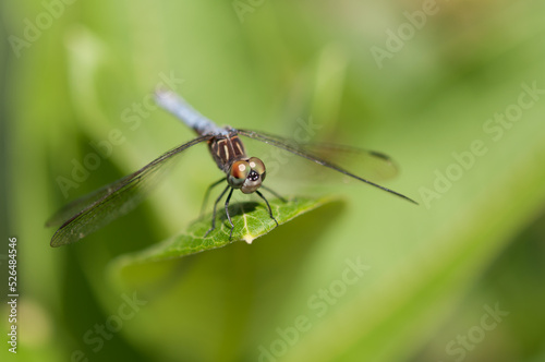 close up of a dragonfly outdoors in the park - top down view on green bokeh background