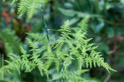 Asparagus setaceus  photo