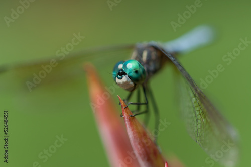 close up of a dragonfly outdoors in the park - three-quarters view © eugen