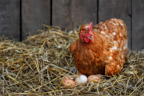 Photo hen hatching eggs in nest of straw inside a wooden chicken coop