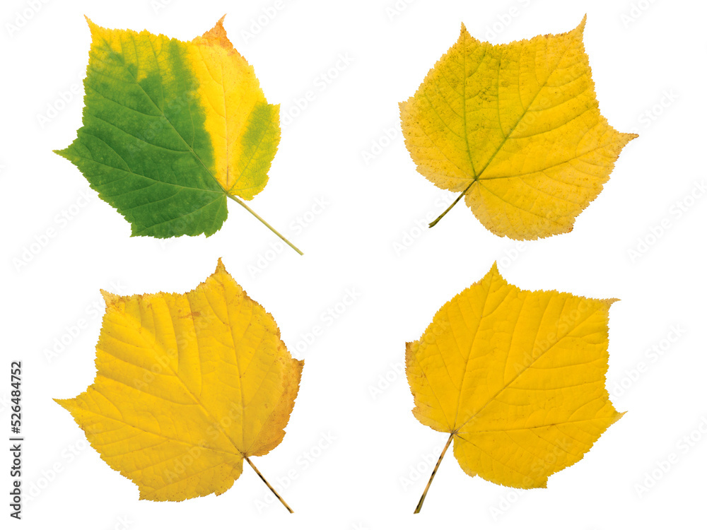 Fototapeta premium Set of four yellow fall leaves isolated transparent png