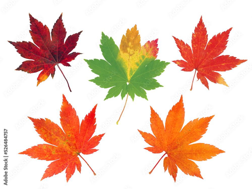 Set of five vibrant fall japanese maple leaves isolated transparent png Set of five vibrant fall japanese maple leaves isolated transparent png