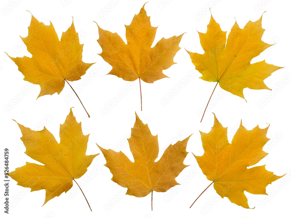 Set of six yellow fall maple leaves isolated transparent png Set of six yellow fall maple leaves isolated transparent png