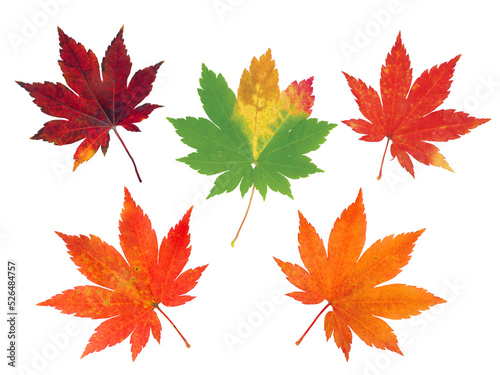 Set of five vibrant fall japanese maple leaves isolated transparent png