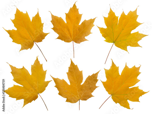 Set of six yellow fall maple leaves isolated transparent png