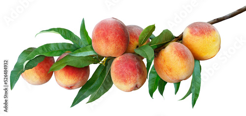 Fotografie, Obraz branch with ripe peaches isolated on white