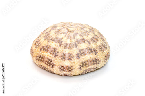 Image of Sea Urchin Shell on a white background. Sea shells. Undersea Animals.