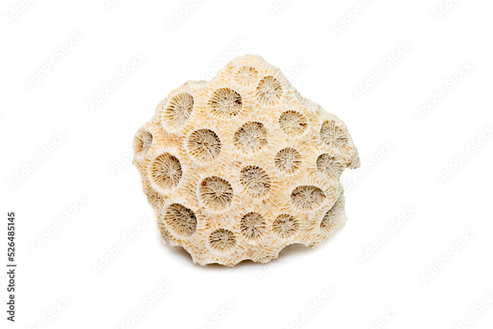 Image of coral cubes on a white background. Undersea Animals. Image of coral cubes on a white background. Undersea Animals.