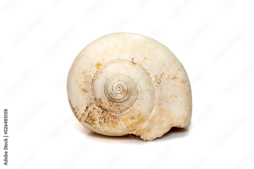 Image of white bottom conch shell isolated on white background. Undersea Animals. Sea Shells. Image of white bottom conch shell isolated on white background. Undersea Animals. Sea Shells.