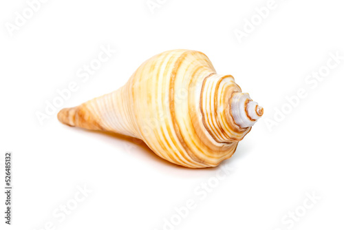 Image of hemifusus sea shells a genus of marine gastropod mollusks in the family Melongenidae isolated on white background. Undersea Animals. Sea Shells. photo