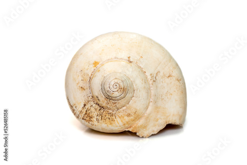 Image of white bottom conch shell isolated on white background. Undersea Animals. Sea Shells.