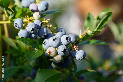 Berries ripening on a tree branch in the garden. Blueberry shrub (Vaccinium corymbosum). Blue fruit on a healthy green plant.