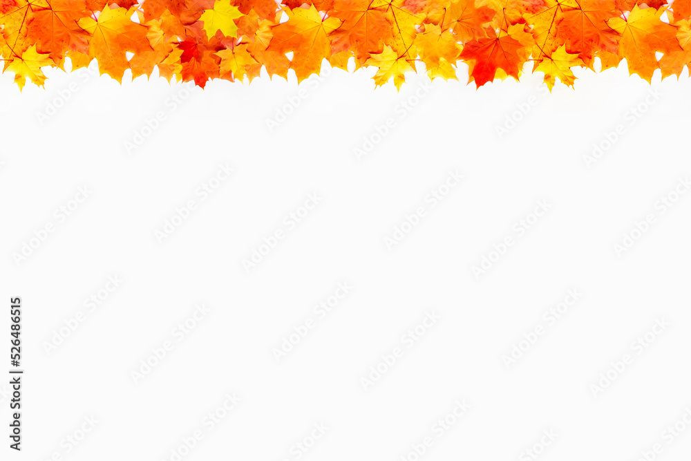 Autumn seasonal background. Autumn maple leaves on white. Copy space for your design Autumn seasonal background. Autumn maple leaves on white. Copy space for your design
