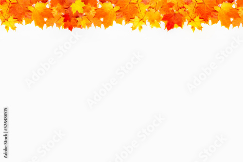 Autumn seasonal background. Autumn maple leaves on white. Copy space for your design