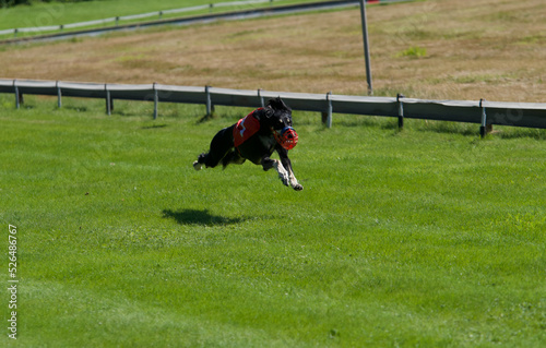  Beautiful persian dog or Saluki dog running at full speed at Awans, Belgium in a race.