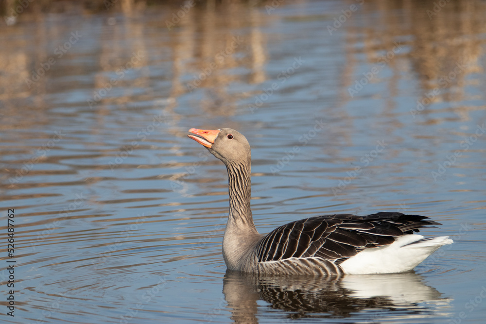 A greylag goose or graylag goose (Anser anser) sitting on the water and looking at the camera. Beautiful colors.