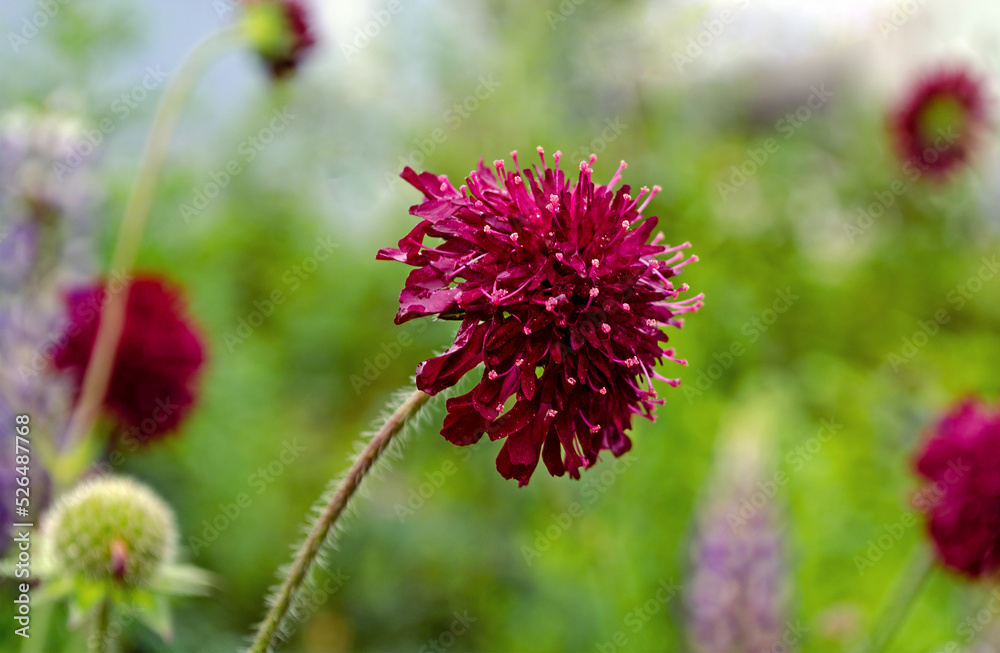 Pink Knautia flowers also known as Widow Flower Pink Knautia flowers also known as Widow Flower