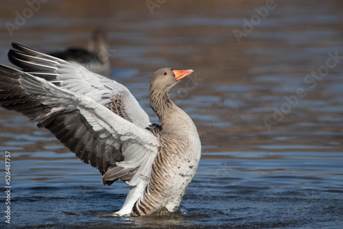 A greylag goose or graylag goose (Anser anser) stretching its wings while on the water. Water drops seen around the flapping wings.