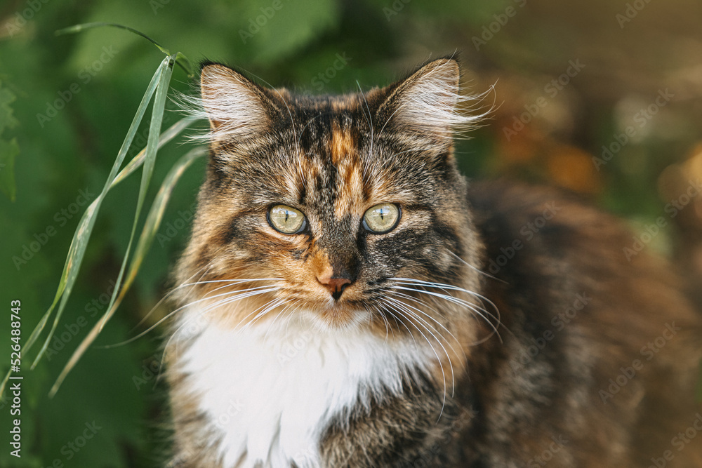 Portrait of a tricolor calico maine coon breed cat in summer outdoors