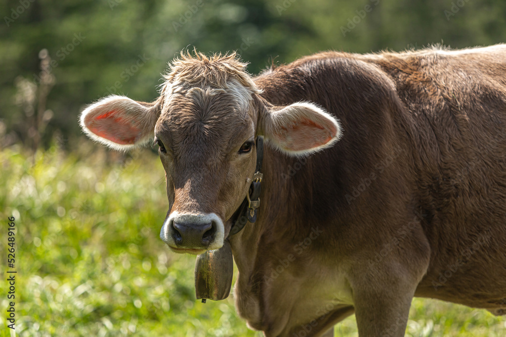 Portrait of a free-range brown cow wearing a cowbell on a mountain pasture in summer outdoors Portrait of a free-range brown cow wearing a cowbell on a mountain pasture in summer outdoors