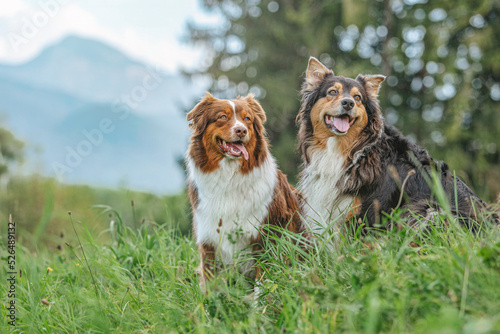 Fototapeta Naklejka Na Ścianę i Meble -  Portrait of two australian shepherd dogs sitting on a meadow in front of a beautiful mountain landscape