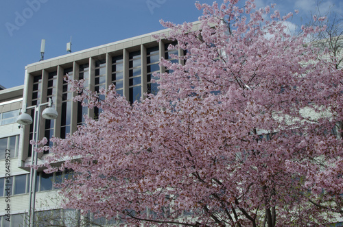 ヨーロッパの近代建築のビルと満開の桜 © Ga