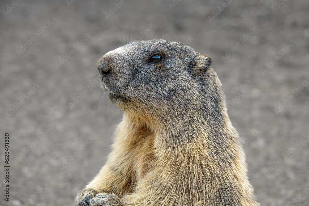 Very pretty marmot seen in profile, posing for the photo, standing on its hind legs. Southern Alps, France. Very pretty marmot seen in profile, posing for the photo, standing on its hind legs. Southern Alps, France.