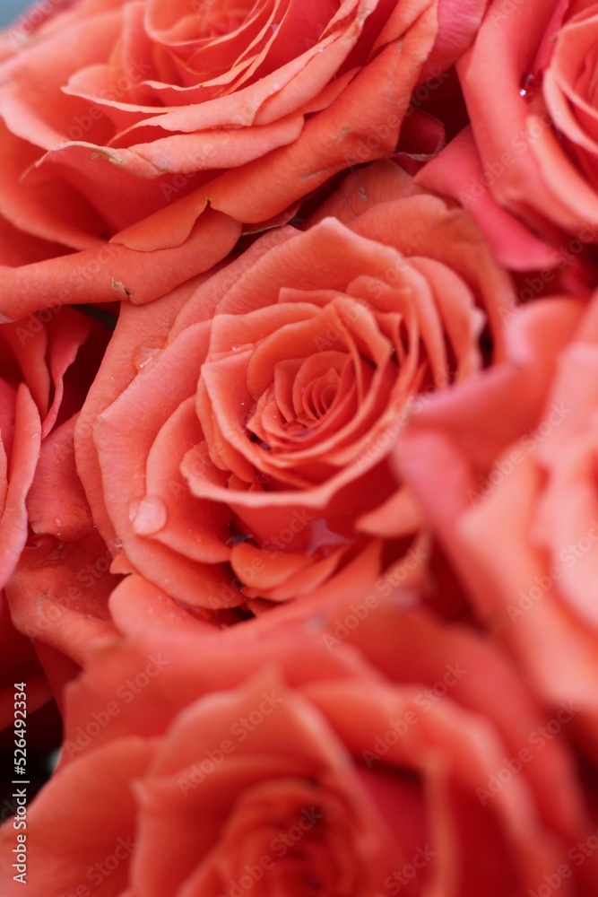 close up of red roses close up of red roses