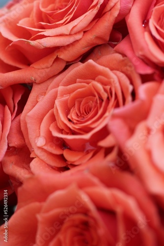 close up of red roses