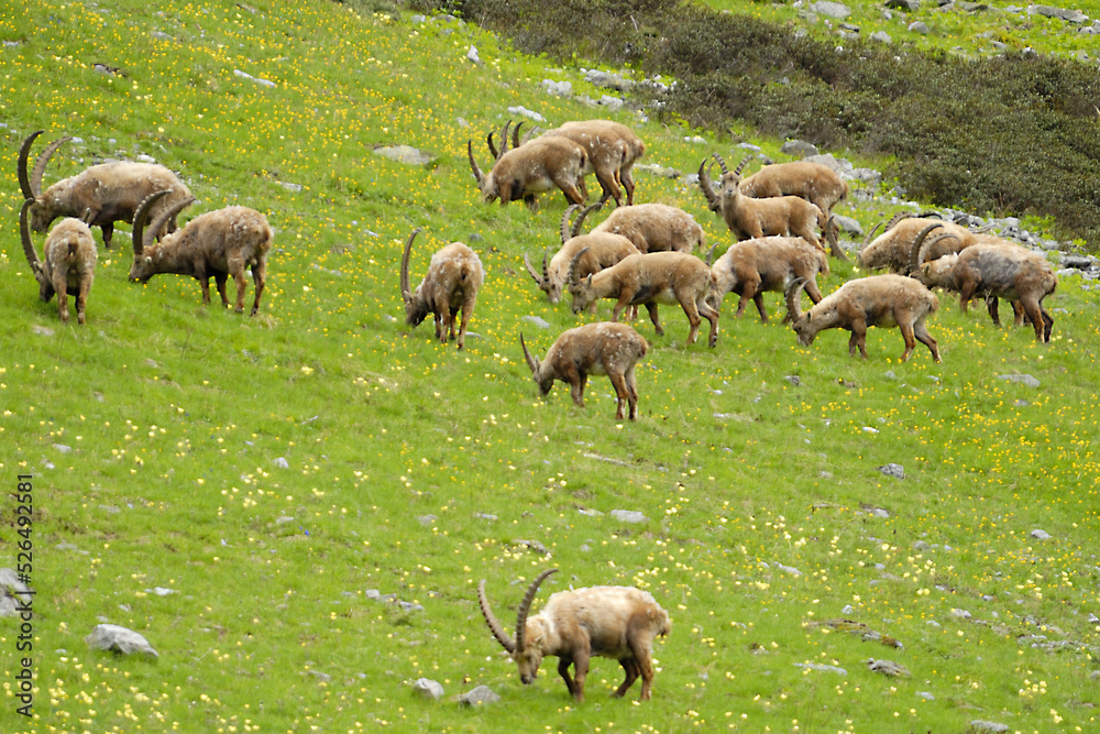 Alpensteinböcke (Capra ibex) Alpensteinböcke (Capra ibex)