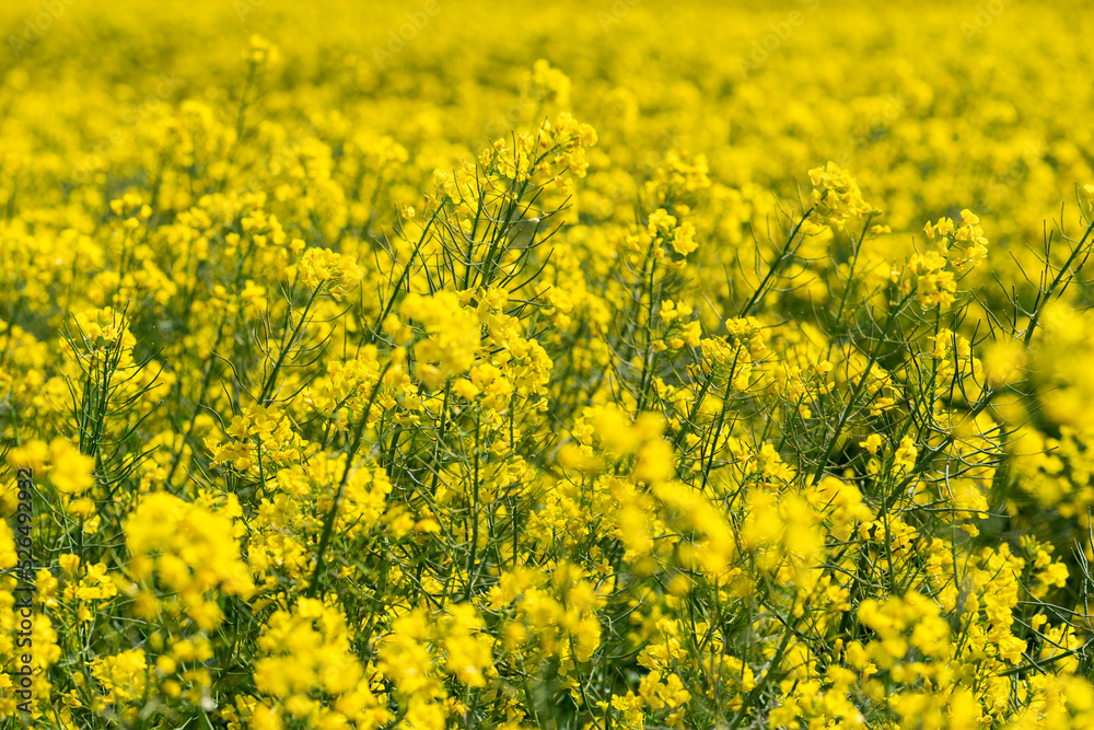Canola Fields. Blooming canola fields under a blue sky with clouds. Beautiful yellow flowers. Canola Fields. Blooming canola fields under a blue sky with clouds. Beautiful yellow flowers.