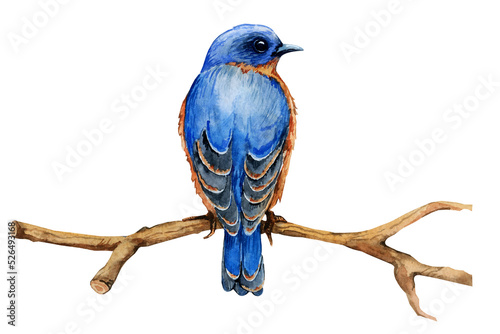 Blue bird sitting on a branch, watercolor illustration on transparent background PNG
