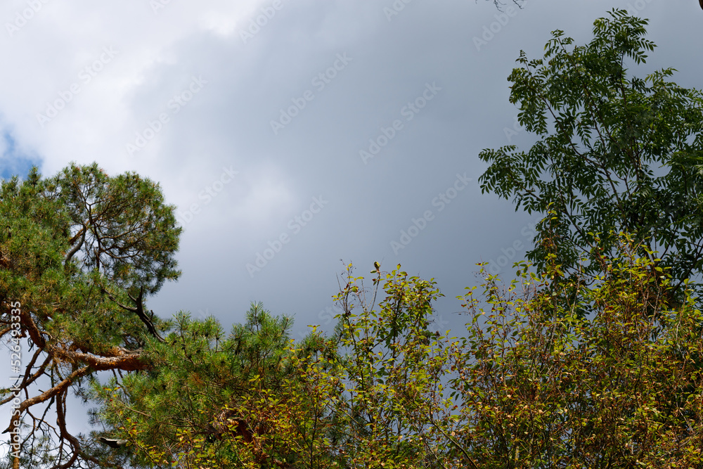 Obraz premium Green tree top against dark clouds.