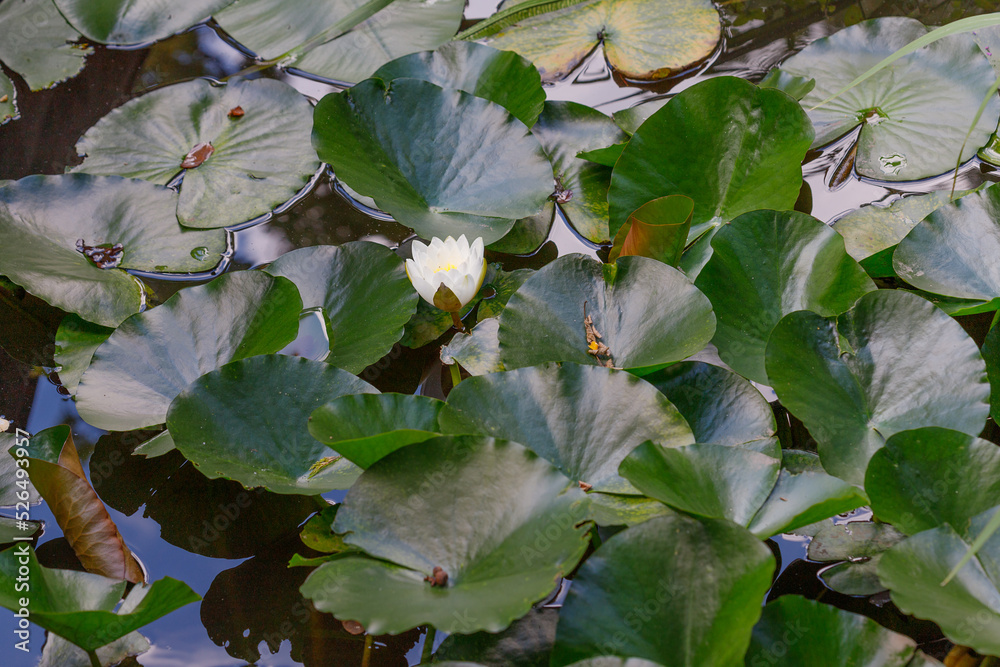Nymphaea nouchali, often known by its synonym Nymphaea stellata, or by