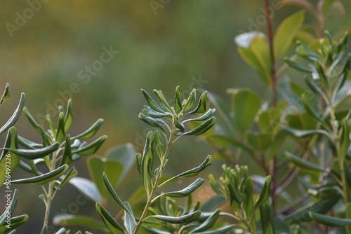 Łodygi pospornicy japońskiej (Pittosporum tobira) na zielonym tle