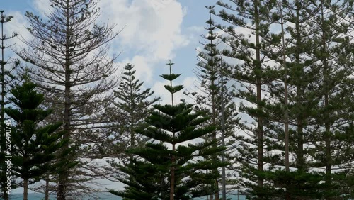 A view of tall trees on the coast of Scarborough beach in Perth, Western Australia