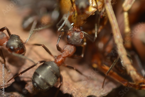 Mrówka rudnica podczas pracy © Zajczyk